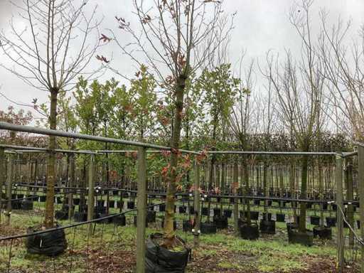 Platan – Drzewo dachowe