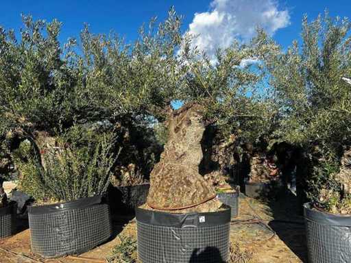Jahrhundertealter Olivenbaum im Korb
