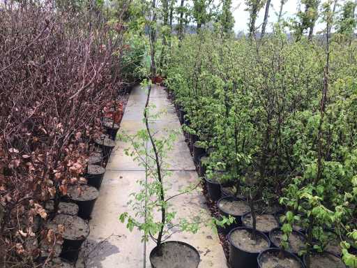 Haagplanten - Groene Beuk (x100)