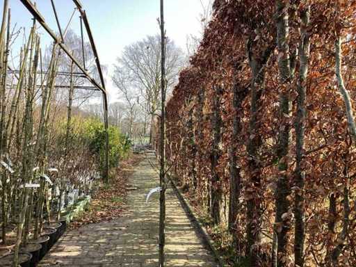 Amelancier lamarckii