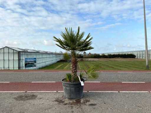 Palm tree multi-stemmed (Chamaerops Humilis)