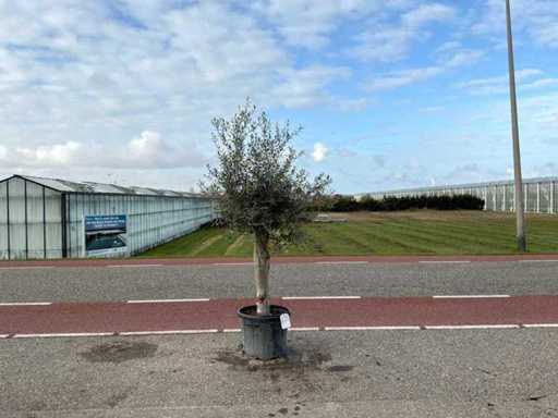 Olijfboom (Olea Europaea Lessini)