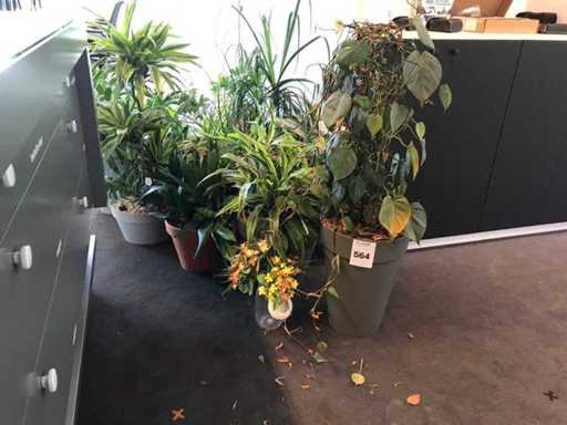Plante d’intérieur (5x)