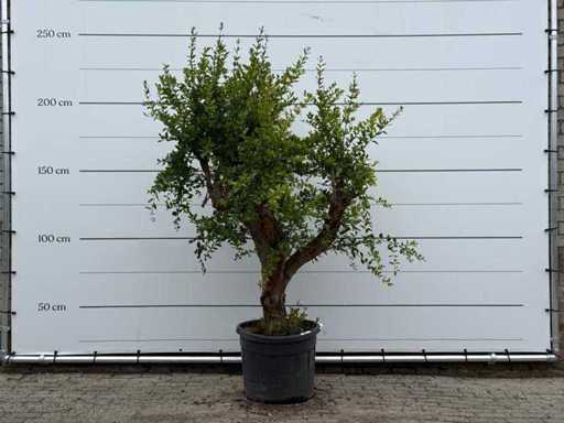 Pomegranate M - Punica Granatum - height approx. 220 cm