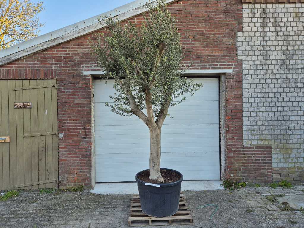 Olijfboom Vertakt - Olea Europaea - hoogte ca. 300 cm