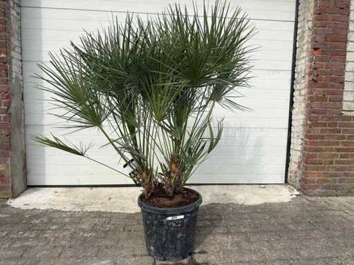 Europese Dwergpalm - Chamaerops Humilis - Hoogte ca. 150cm
