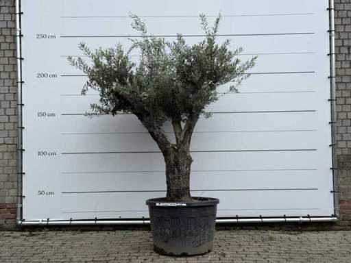 Olive tree Old Trunk - Olea Europaea - approx. 75 years old - height approx. 240 cm