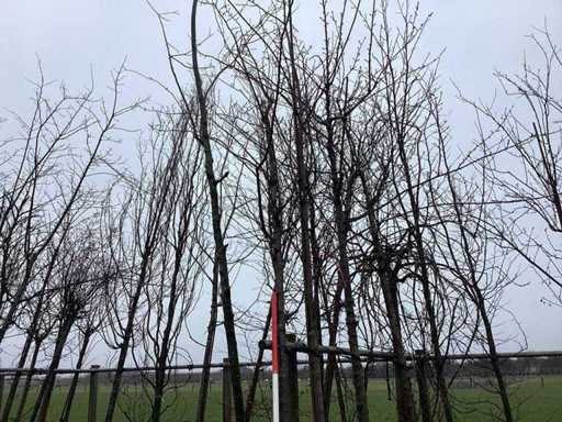 Cireșul dulce - Copacul topiar