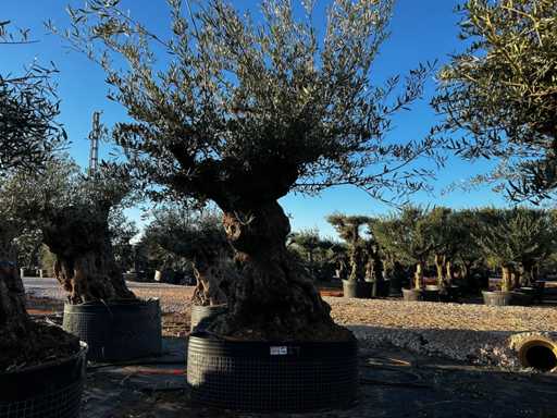 Olive tree in basket Specimen