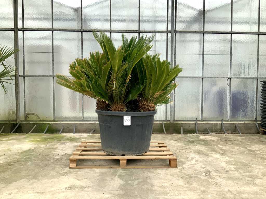 palmier cu mai multe trunchiuri (Cycas revoluta)