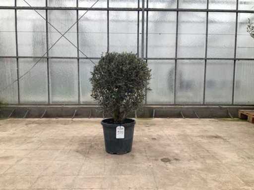 Drzewo oliwne (Olea europaea lessini)