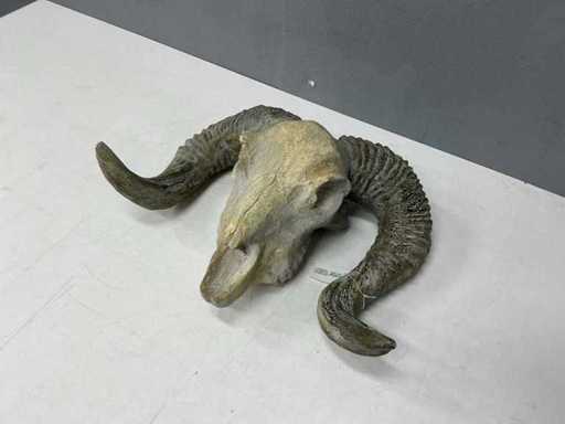 Ram schedel (2x)