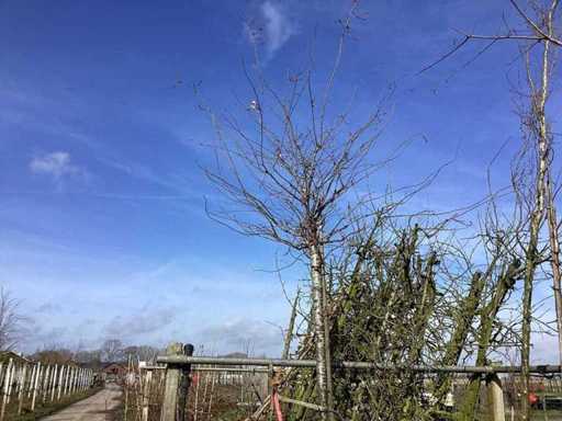 Yoshino Kers - Sierboom