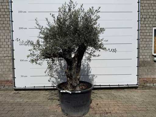 Olive tree old skin - Olea Europaea - approx. 80 years old - height approx. 230 cm