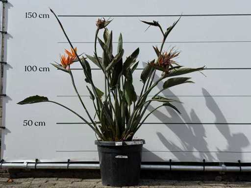 Bird of paradise plant - Strelitzia Reginae - height approx. 150 cm