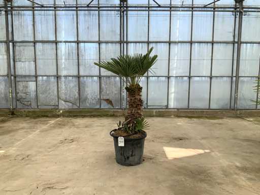 Palm tree multi-stemmed (Chamaerops Humilis)
