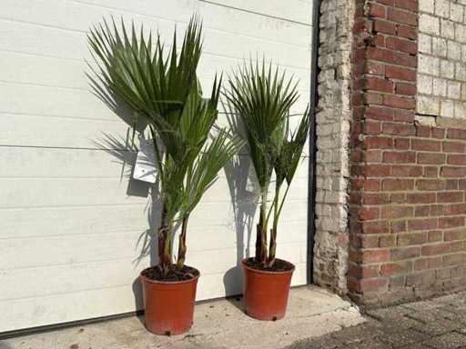 2x palma a ventaglio messicana - Washingtonia Robusta - altezza circa 80 cm