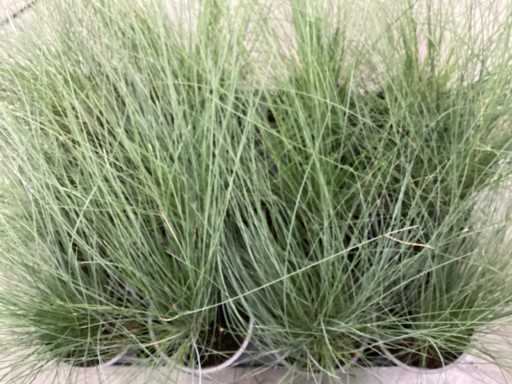Siergrassen - Festuca Glauca (x80)