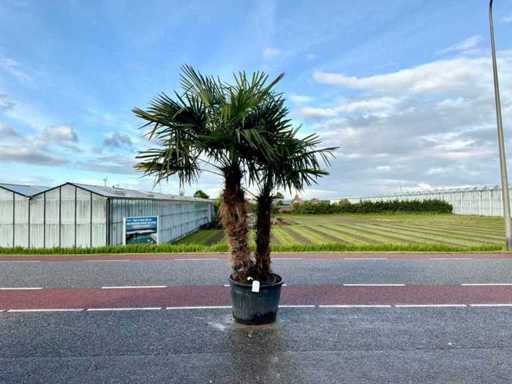 Palmen-Doppelstamm (Trachycarpus Fortunei)