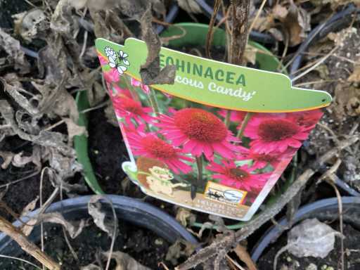 Assortiment vaste planten - Hemerocallis - Astilbe - Rudbeckia - Kniphofia - Echinacea - Nepeta (x60)