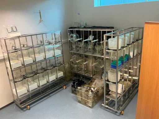 Tecniplast Portoirs mobiles pour rongeurs (4x)