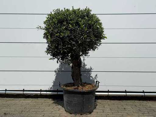Olivo sferico L - Olea Europaea - circa 40 anni - altezza circa 150 cm