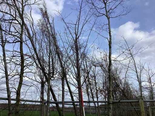 Sweet Cherry - Topiary Tree