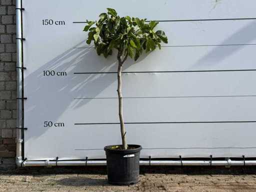 Fig tree - Ficus Carica - height approx. 150 cm