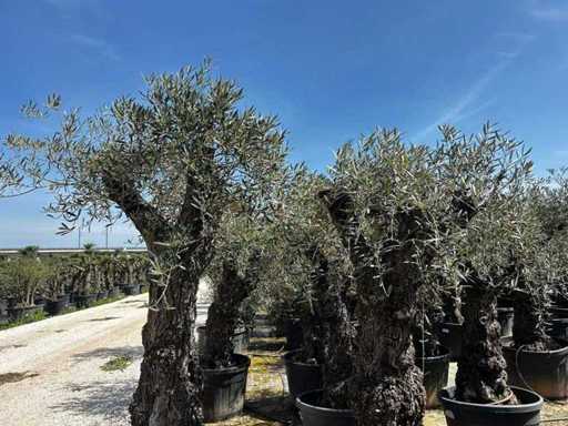 Europäische Olive (2x)