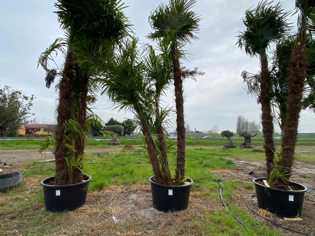 Spécimen palmier TRACHYCARPUS triple en pot