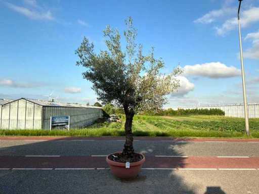 Olivier (Olea Europaea Lessini)