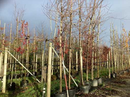 Klon czerwony – drzewo parkowe (2x)