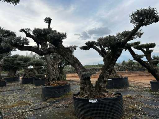  OLEA EUROPEA POM POM SECOLARE  
