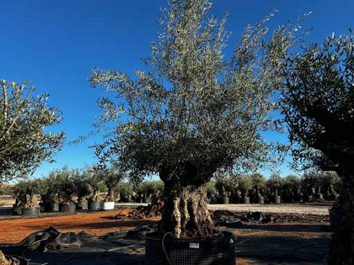 Olive tree in basket Specimen
