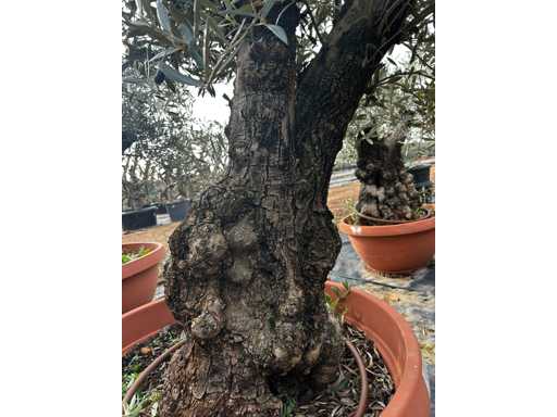 OLEA EUROPEA TARRINA 