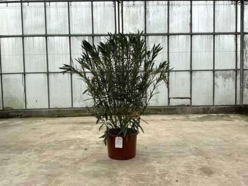 Nerium Oleander Rot