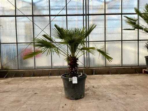 Palmier cu tulpini multiple (Chamaerops Humilis)