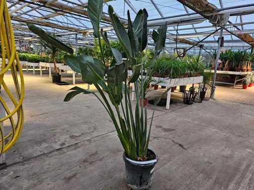 Exotic Strelitzia (160 cm) - Tropical flair for your home