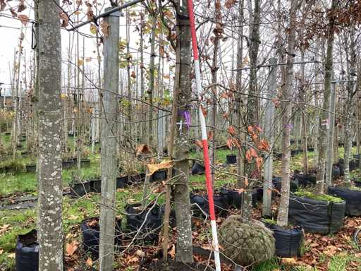 Zielony Buk - Parkboom