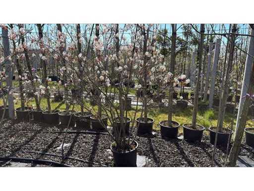 Groseillier - Arbres ornementaux (2x)