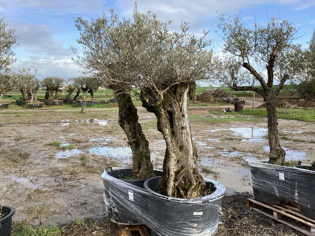Potted olive trees (2x)