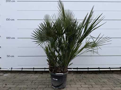 European dwarf palmetto M - Chamaerops Humilis - height approx. 150 cm