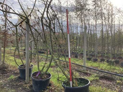 bz – drzewo ozdobne