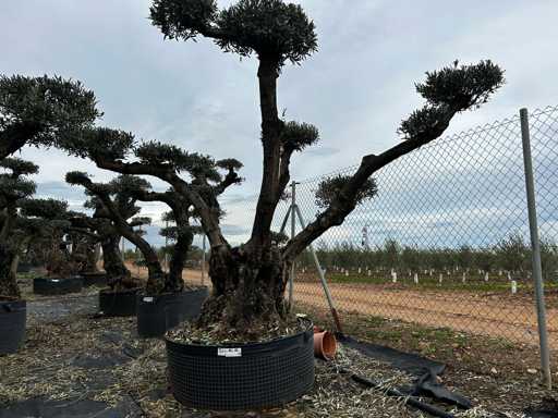  OLEA EUROPEA POM POM SECOLARE  
