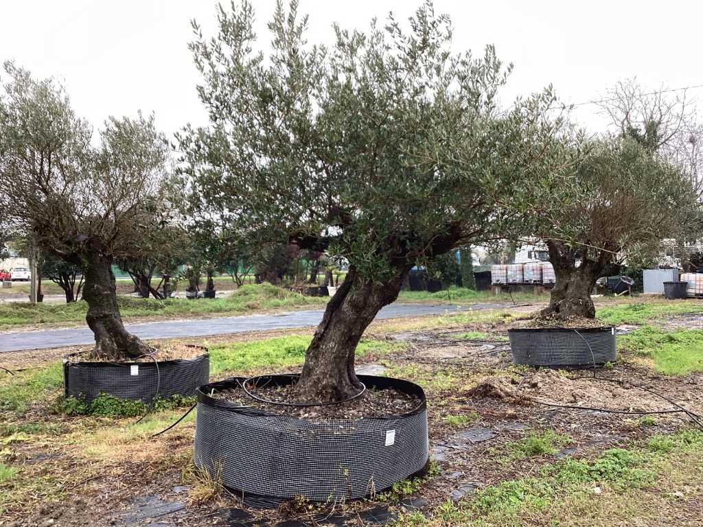 Jahrhundertealter Olivenbaum im Korb