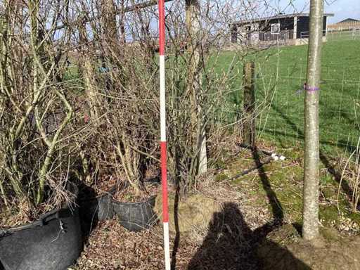 Albero di ribes - Albero a più steli
