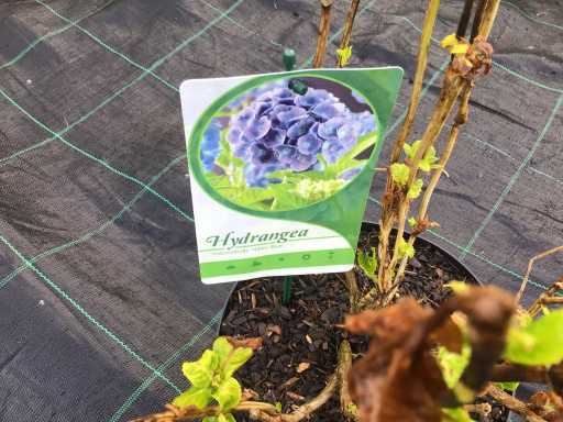Hortensia’s - Hydrangea - Blauw (x20)
