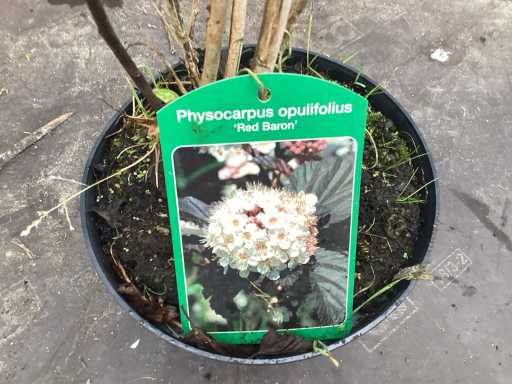 Assortiment struiken - Physocarpus opulifolius - Viburnum Tinus (x100)