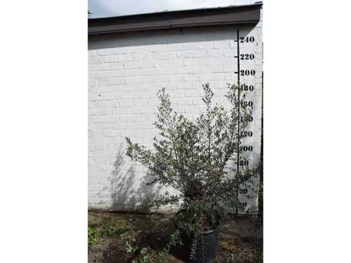 olijfboom op korte stam - Olive tree