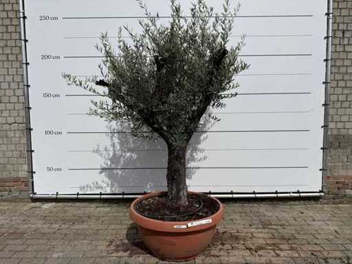 Olivenbaum Alter, verzweigt – Olea Europaea – Höhe ca. 220 cm